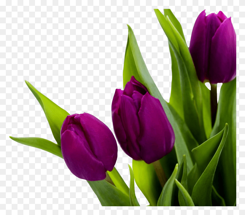 1380x1201 Тюльпан Изображение Фиолетовые Тюльпаны Белый Фон, Растение, Цветок, Цветение Hd Png Скачать