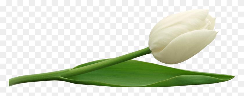 1700x594 Тюльпан Изображение Прозрачного Фона Белые Цветы, Растение, Цветок, Цветение Hd Png Скачать