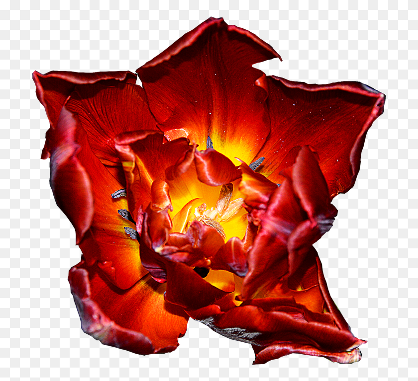 717x707 Tulip Red Yellow Blossom Bloom Spring Isolated Fundo Vermelho Preto E Amerelo, Petal, Flower, Plant HD PNG Download