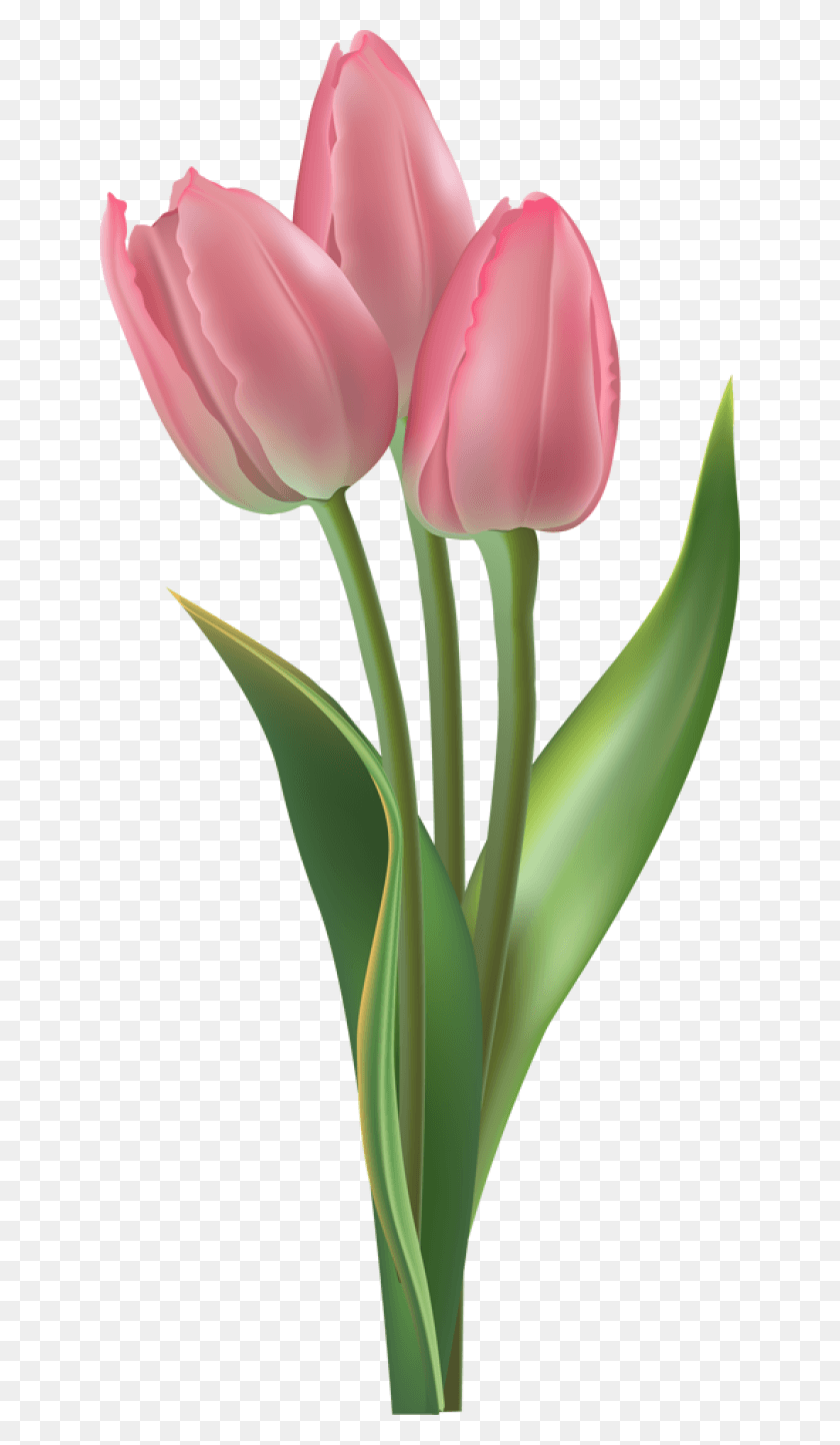 640x1384 Тюльпан На Прозрачном Фоне Розовый Тюльпан, Растение, Цветок, Цветение Hd Png Скачать