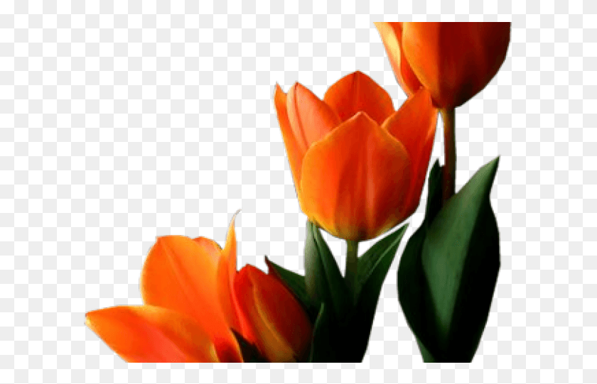605x481 Tulip Transparent Images Orange Tulip, Plant, Flower, Blossom HD PNG Download