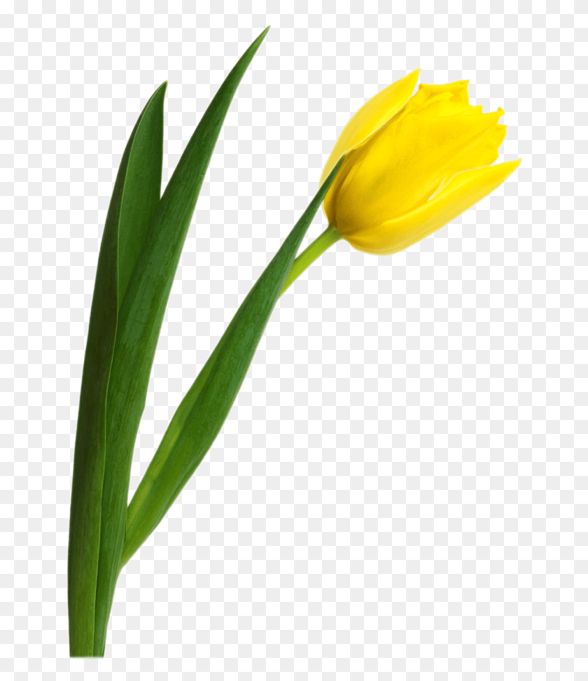 660x913 Tulip Yellow Tulip Transparent Background, Plant, Flower, Blossom HD PNG Download