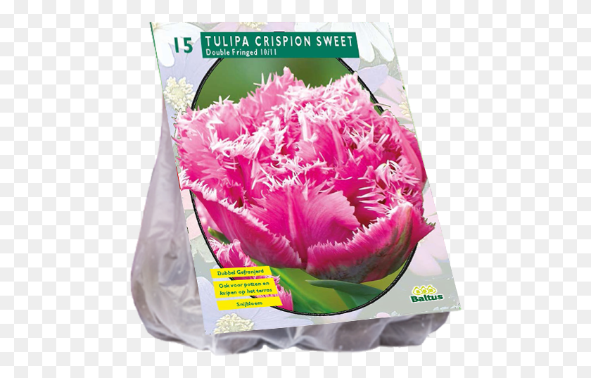 473x477 Tulipa Crispion Dulce De Doble Flecos Por 15 Bulbos, Planta, Vegetal, Alimentos Hd Png
