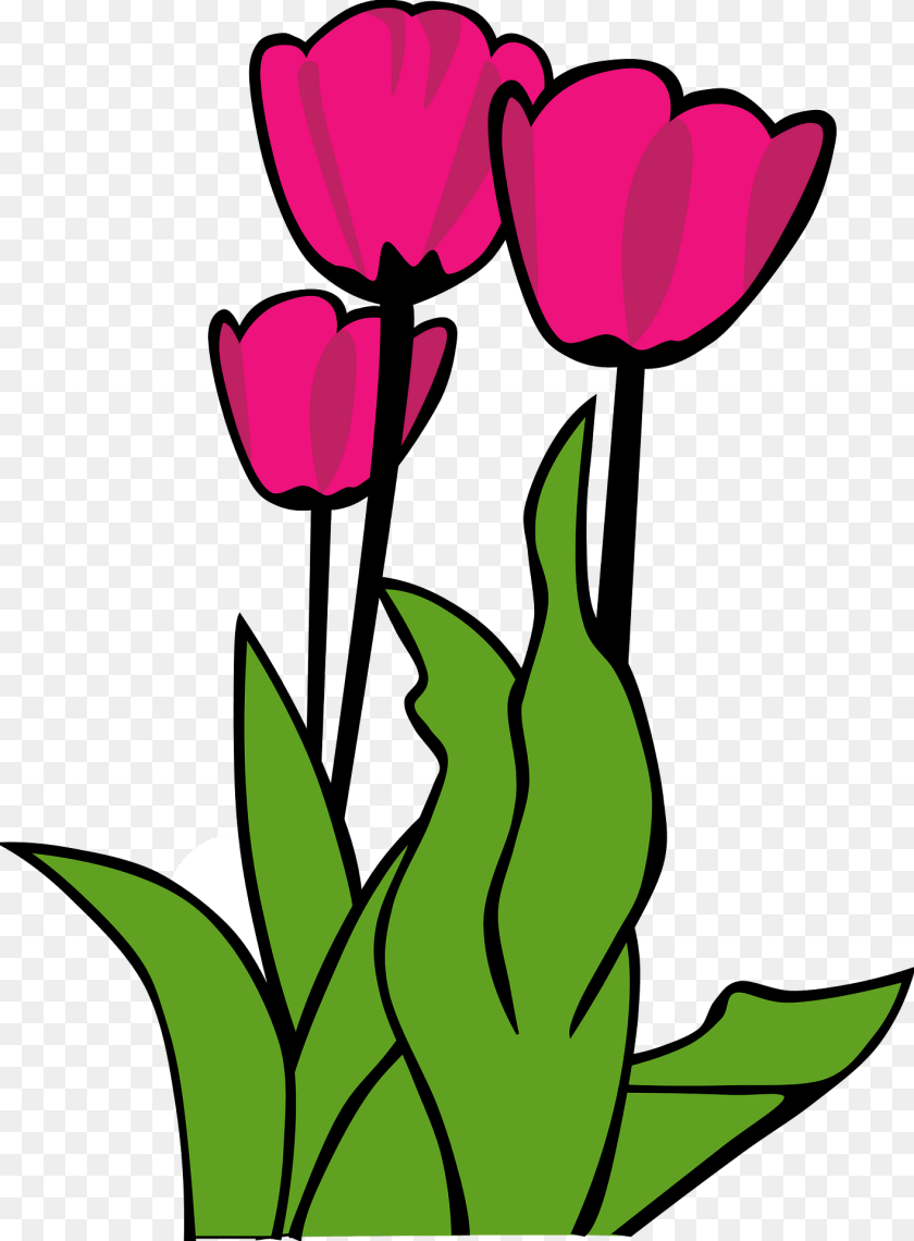 1415x1920 Tulips Clipart, Flower, Plant, Tulip, Dynamite PNG