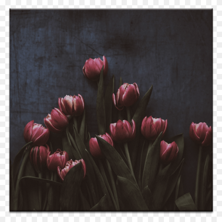 799x799 Tulips Daca Dumnezeu Este Pentru Noi Cine Va, Plant, Flower, Blossom HD PNG Download