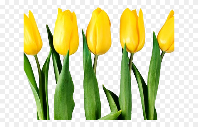 640x480 Тюльпаны Цветы Желтые, Растение, Цветок, Цветение Hd Png Скачать