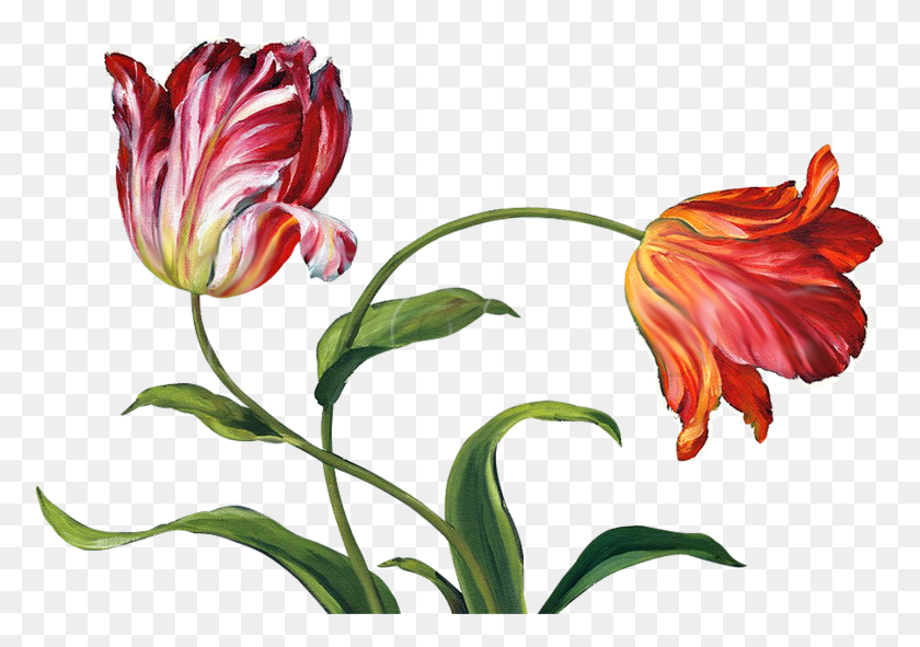 778x531 Tulips Painting, Plant, Flower, Blossom HD PNG Download