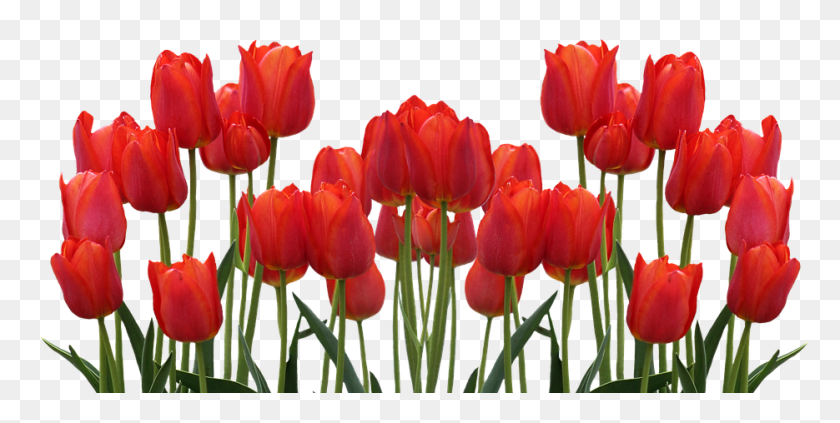 935x436 Тюльпаны Весна Природа Цветок Цветы Красные Тюльпаны, Растение, Цветение, Тюльпан Png Скачать