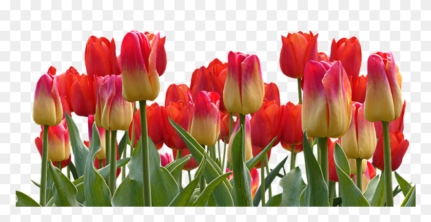 961x461 Tulips Spring Nature Flower Flowers Tulip Garden, Plant, Blossom, Petal HD PNG Download