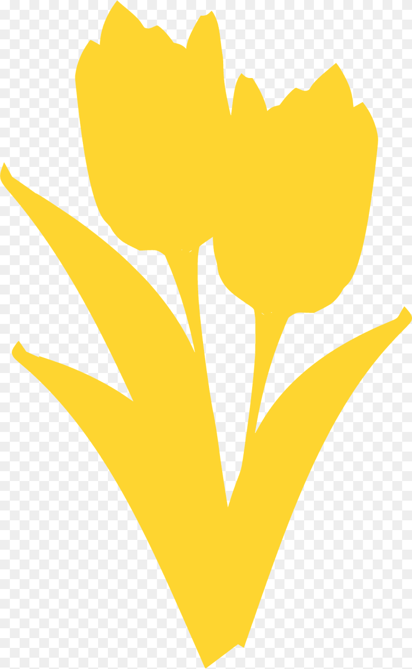 1183x1920 Tulips With Stems Silhouette, Petal, Flower, Plant, Daffodil PNG