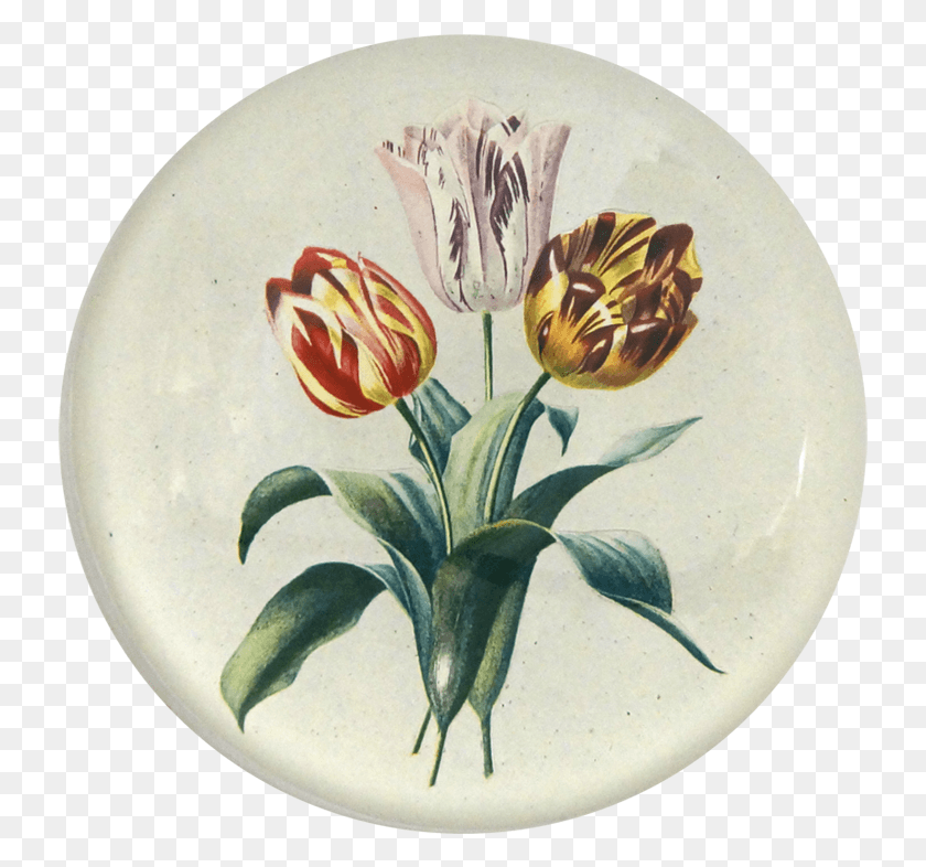 735x726 Dibujo Botánico De Tulpe, Planta, Flor Hd Png