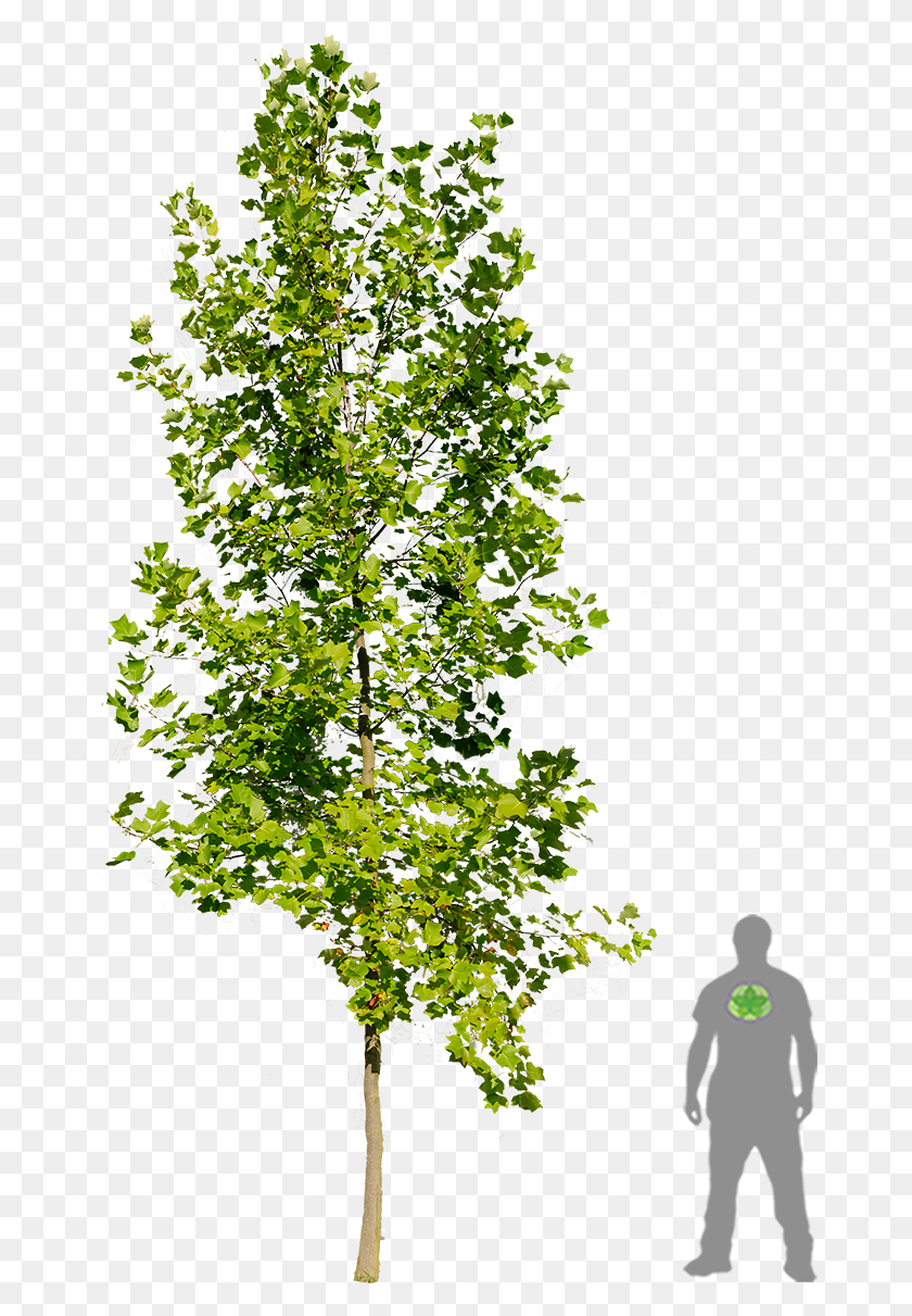 667x1151 Tulpenbaum Boom Tulpenboom Architecture Graphics Landscape, Tree, Plant, Person HD PNG Download