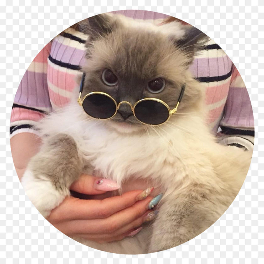 913x913 Tumblr Aesthetic Cat Kitty Fluffy Cataesthetic Aesthetic Cat, Glasses, Accessories, Accessory HD PNG Download
