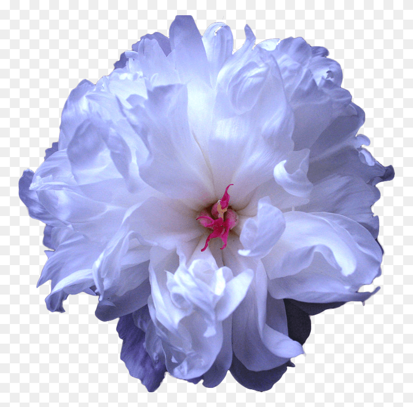 768x769 Tumblr Blue Flower Drawing Transparent, Plant, Geranium, Flower HD PNG Download