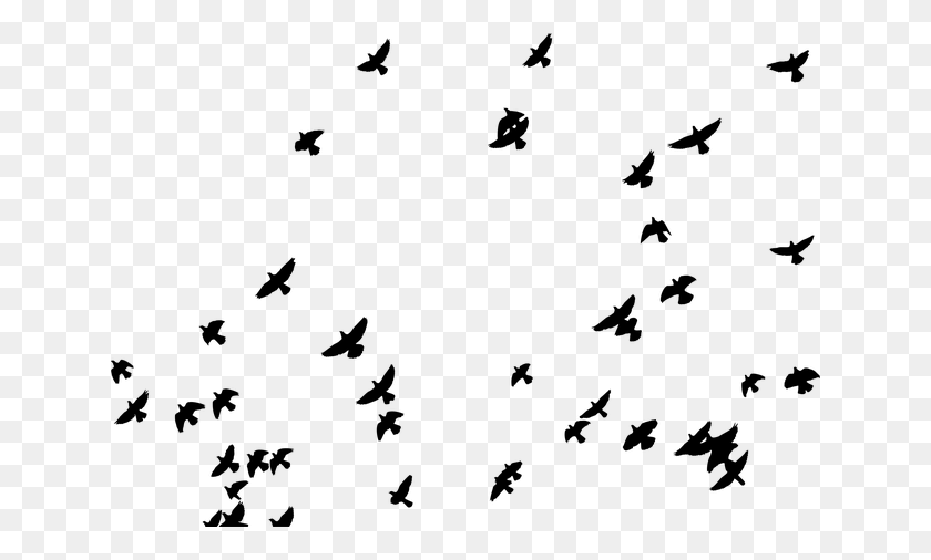 640x446 Tumblr Flockstickerremix Ftestickers Bird Ave Silhouette Pigeon Flying, Gray, World Of Warcraft HD PNG Download