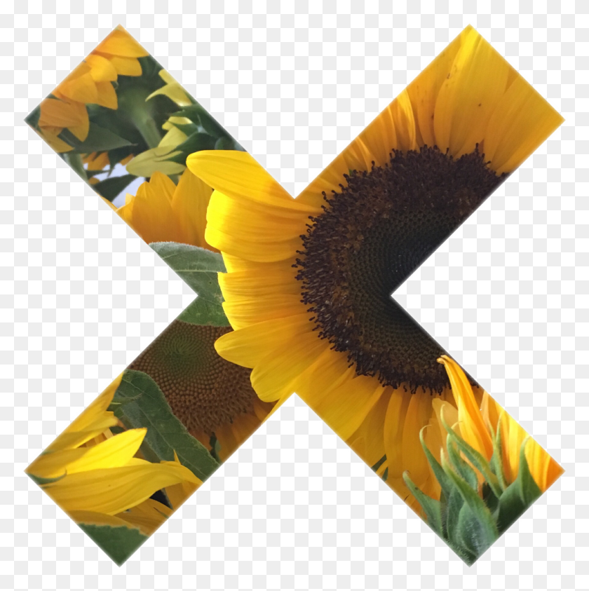 1024x1029 Tumblr Myphoto Sunflower Sticker Gallery Art Sunflower Sticker, Plant, Flower, Blossom HD PNG Download