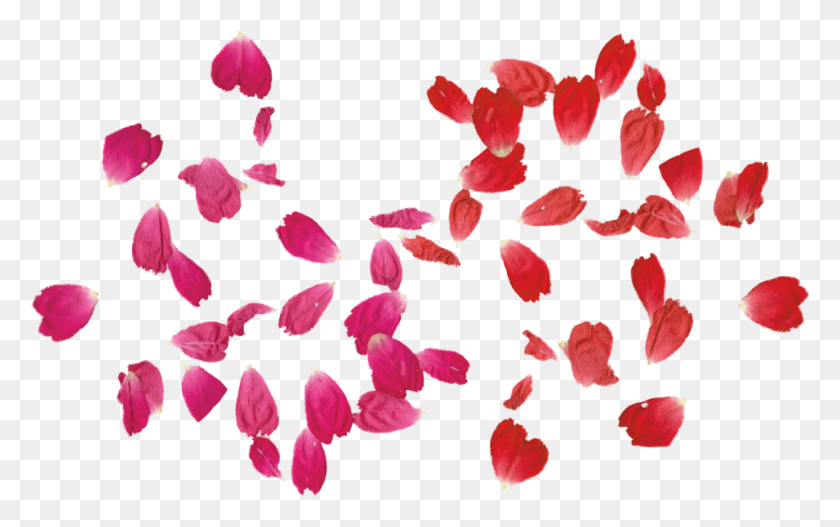 955x572 Tumblr Rose Leaves Adobe Photoshop Comment Transparent Rose Leaf, Petal, Flower, Plant HD PNG Download