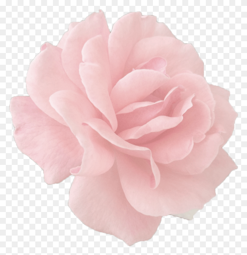 875x905 Descargar Png / Rosas Tumblr, Rosa, Flor, Planta Hd Png