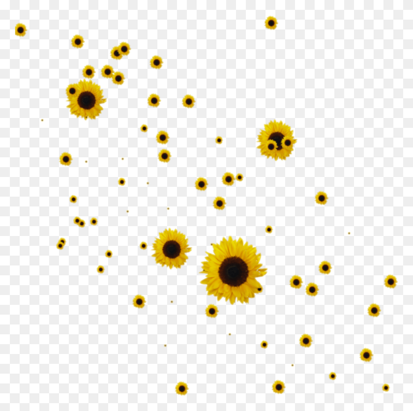 1945x1936 Tumblr Sunflowers Sunflowers, Plant, Flower, Blossom HD PNG Download