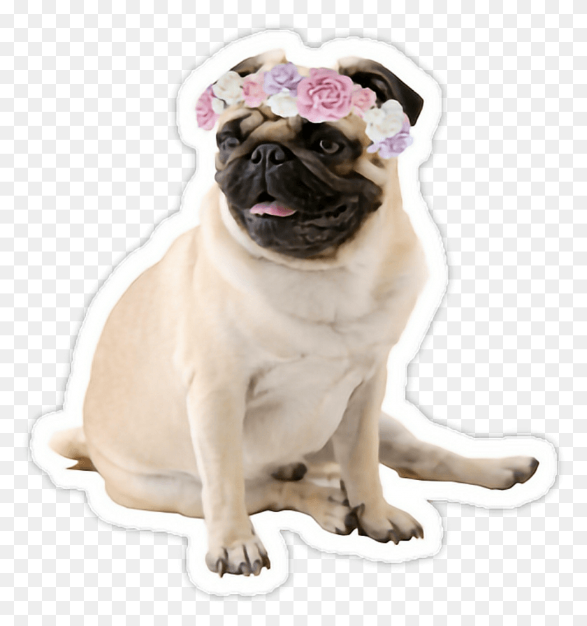 1024x1098 Tumblr Sweet Mops Mopspug Dog Pug Pug Wallpaper Xr, Pet, Canine, Animal Hd Png Скачать