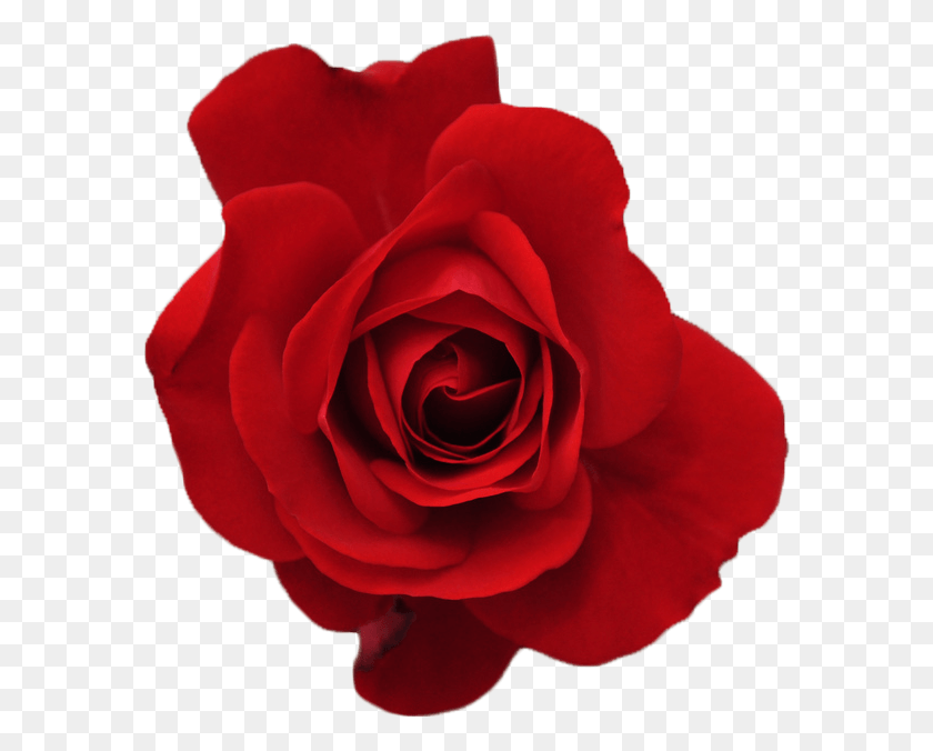583x616 Descargar Png Tumblr Flores Transparentes Flores Rojas Rosas Rojas Flor Roja Tumblr, Rose, Flor, Planta Hd Png