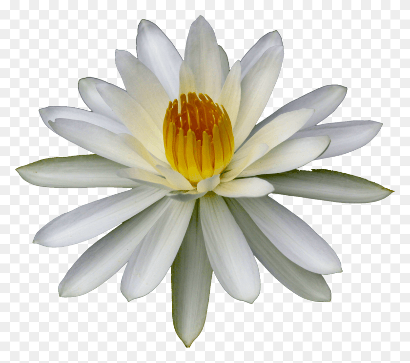 1213x1065 Tumblr Обои, Растение, Лилия, Цветок Hd Png Скачать