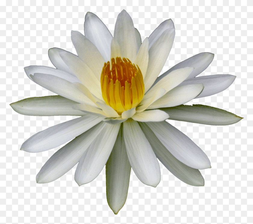 1213x1065 Descargar Png / Fondo De Pantalla De Tumblr, Planta, Lily, Flor Hd Png