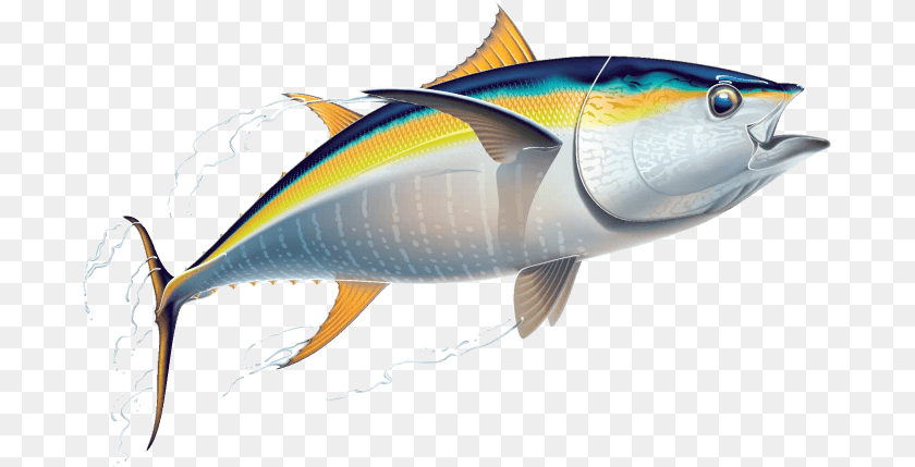 Tuna Clip Art, Animal, Fish, Sea Life, Bonito PNG