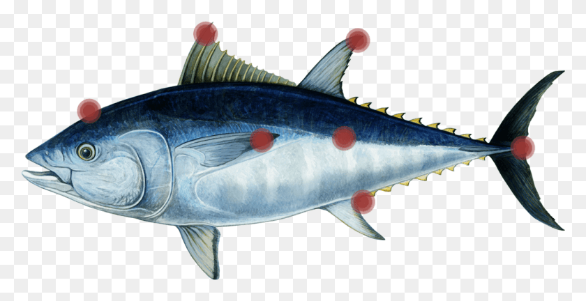 1076x514 Tuna Parts Eating Fishes, Sea Life, Fish, Animal HD PNG Download