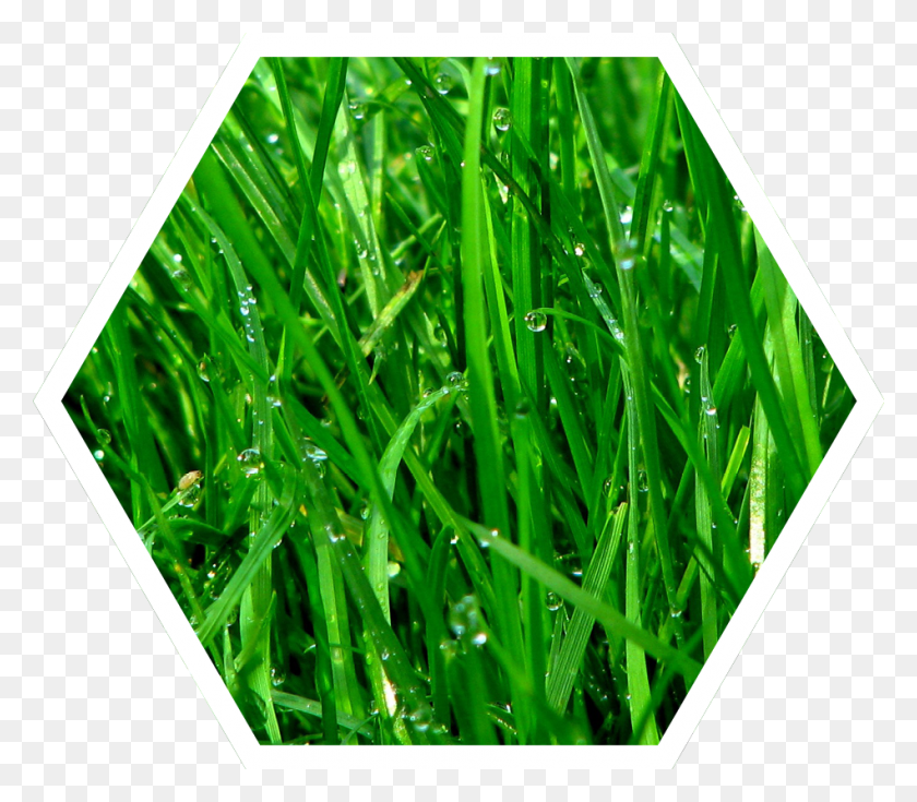 949x822 Turfplus Artificial Turf, Grass, Plant, Lawn HD PNG Download