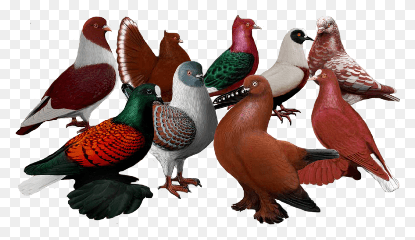 888x486 Turquía, Pájaro, Animal, Pico Hd Png