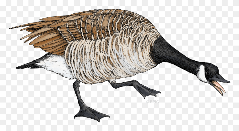 955x490 Turkey, Animal, Bird, Goose HD PNG Download