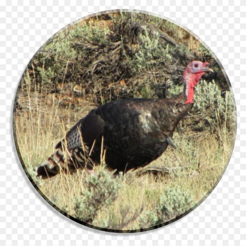 1077x1079 Turkey, Bird, Animal, Turkey Bird HD PNG Download