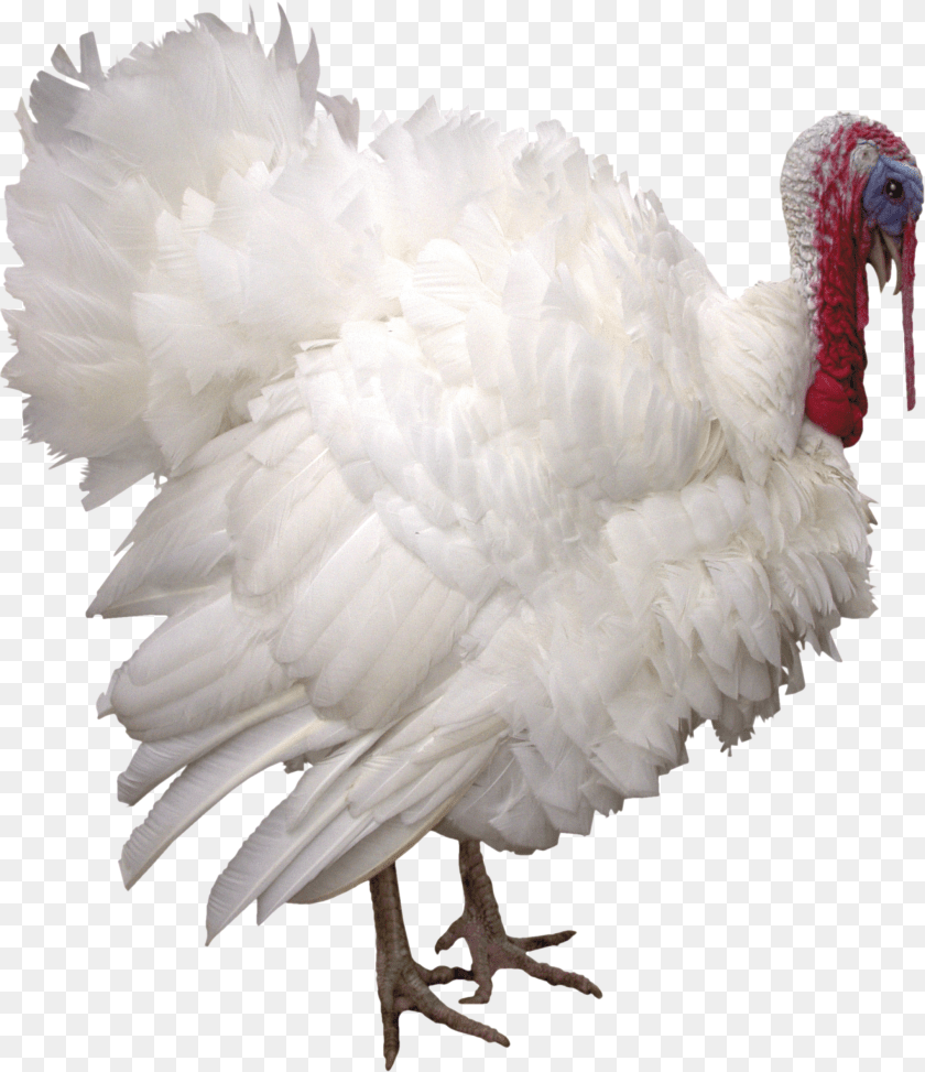Turkey, Animal, Bird, Fowl, Poultry Sticker PNG