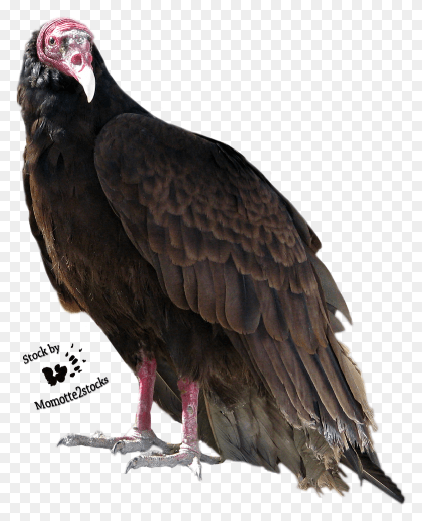 781x977 Turkey Bird High Quality Image Turkey Vulture Transparent Background, Animal, Condor HD PNG Download