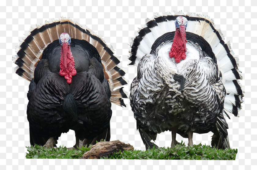 769x496 Turkey Bird Image With Transparent Background Turkey, Turkey Bird, Poultry, Fowl HD PNG Download
