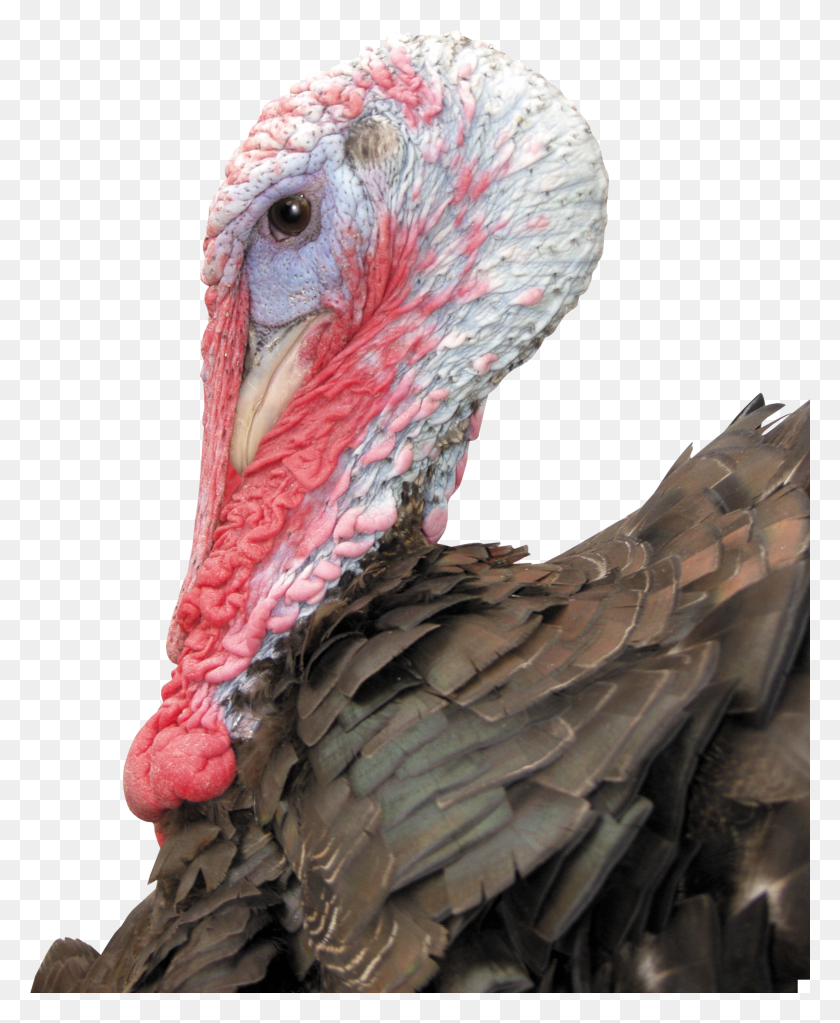 2282x2819 Turkey Bird Image With Transparent Background Wild Turkey HD PNG Download
