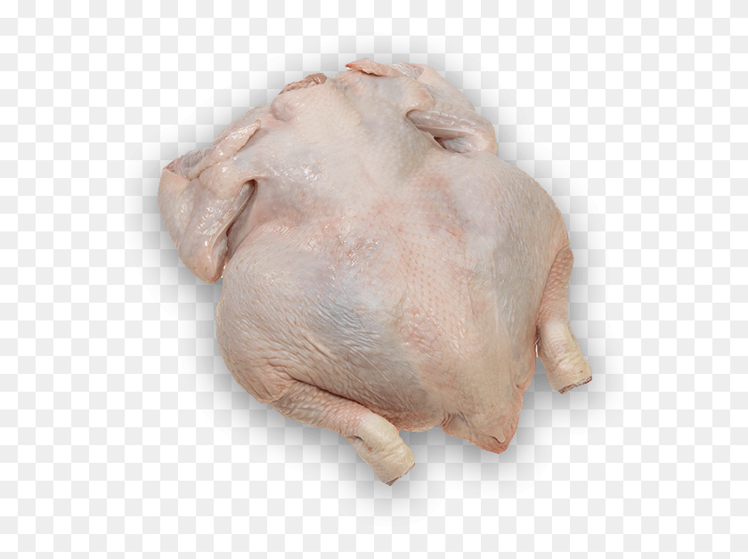 578x568 Turkey Meat, Animal, Pig, Mammal HD PNG Download