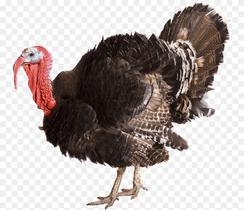 Turkey Transparent Background, Animal, Bird, Fowl, Poultry PNG