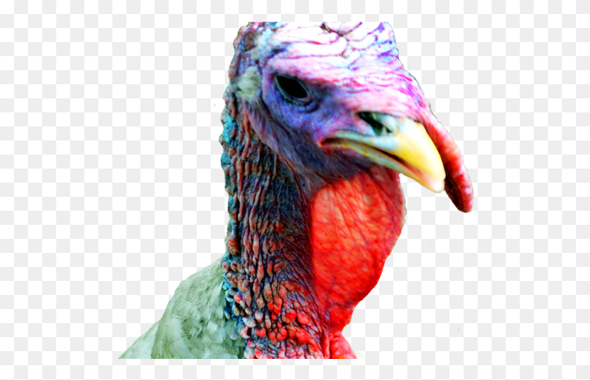 510x481 Turkey Transparent Transparent Turkey Head Clipart, Turkey Bird, Poultry, Fowl HD PNG Download