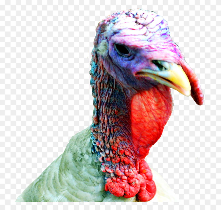 732x740 Turkey Transparent Turkey Head Clipart, Turkey Bird, Poultry, Fowl HD PNG Download