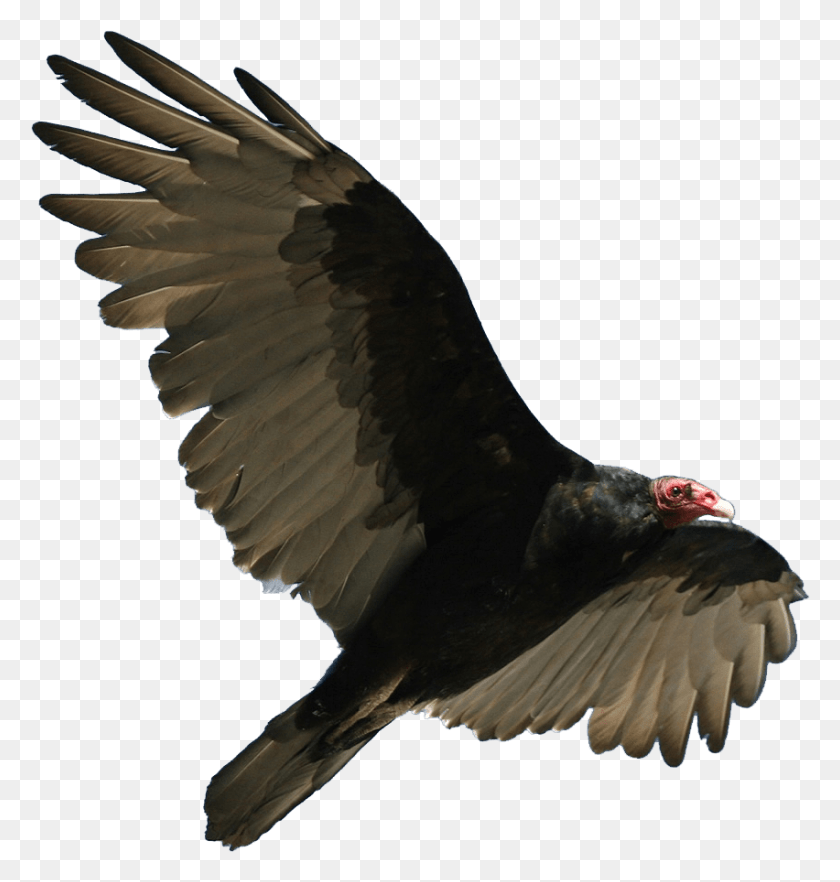 852x898 Turkey Vulture Flying Transparent Turkey Vulture No Background, Bird, Animal, Condor HD PNG Download