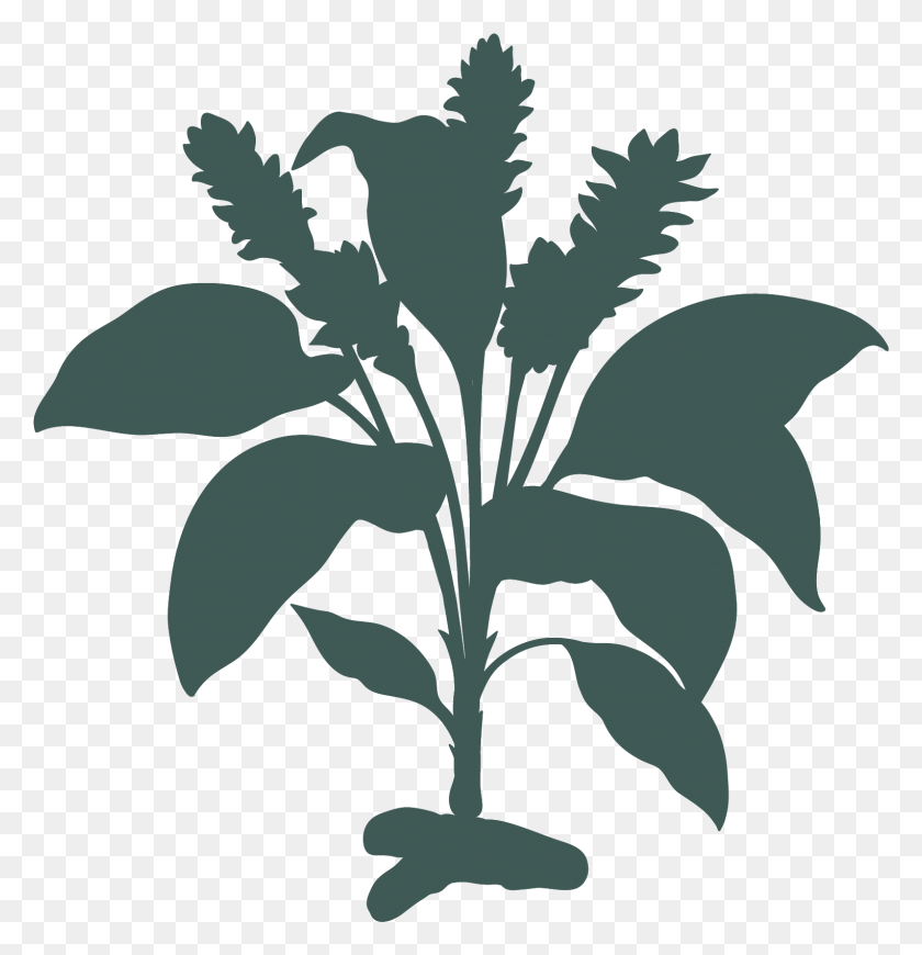1525x1585 Корень Куркумы Куркума Является Частью Растения, Лист, Зеленый, Овощ Hd Png Скачать