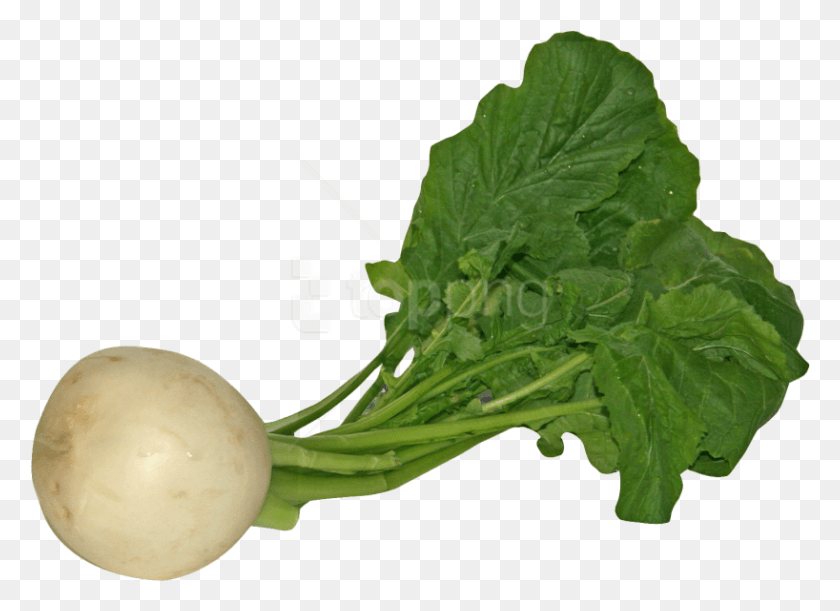 818x578 Turnip Images Background Turnip, Plant, Vegetable, Food HD PNG Download