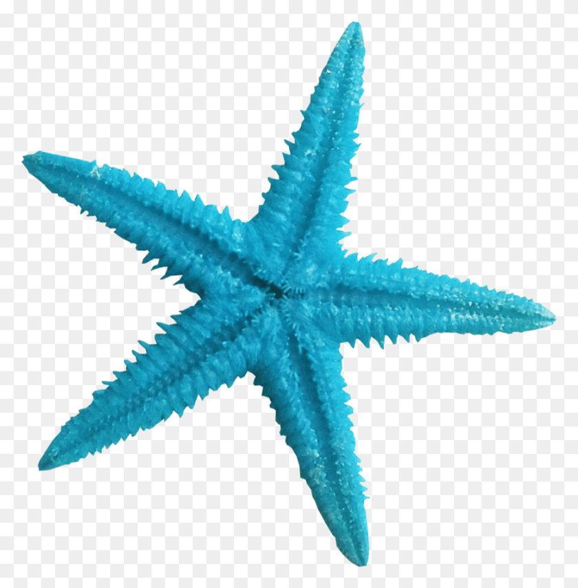 866x883 Turquoise Clipart Blue Starfish Star Fish Seashells, Invertebrate, Sea Life, Animal HD PNG Download