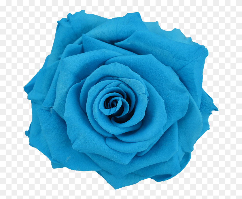 683x632 Бирюзовый Цветок Садовые Розы, Роза, Растение, Цветение Hd Png Скачать