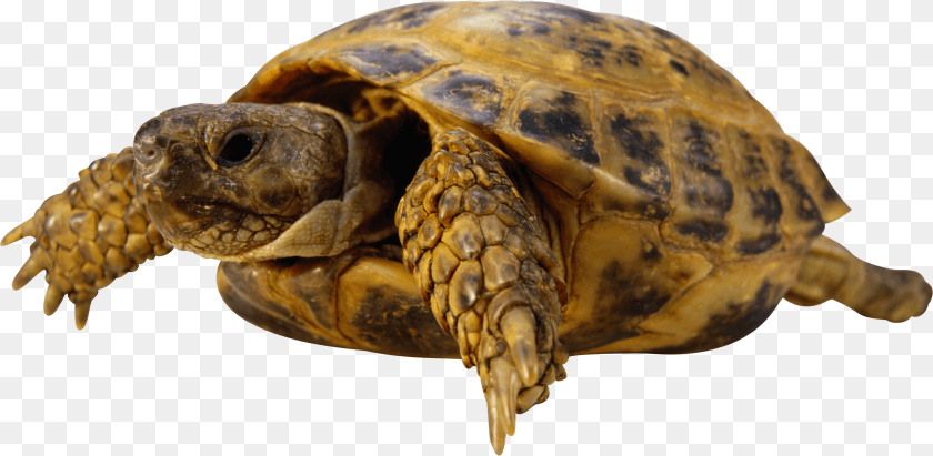 Turtle, Animal, Reptile, Sea Life, Tortoise PNG