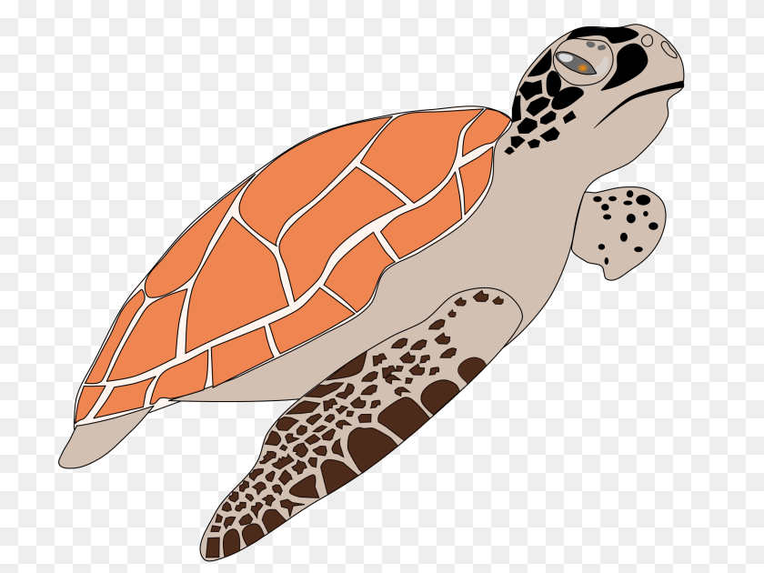 Turtle, Animal, Reptile, Sea Life, Sea Turtle PNG