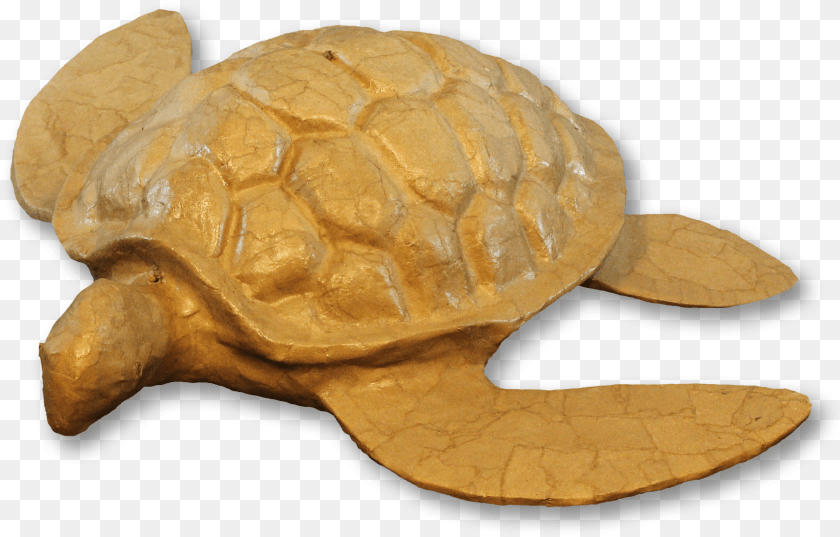 1769x1130 Turtle Adult Urn, Animal, Reptile, Sea Life, Tortoise Sticker PNG