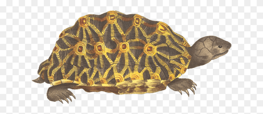 644x304 Черепаха Животное Рептилия Винтаж Изолированные Tortuga Fondo Transparente, Ископаемое, Орнамент, Морская Жизнь Hd Png Скачать